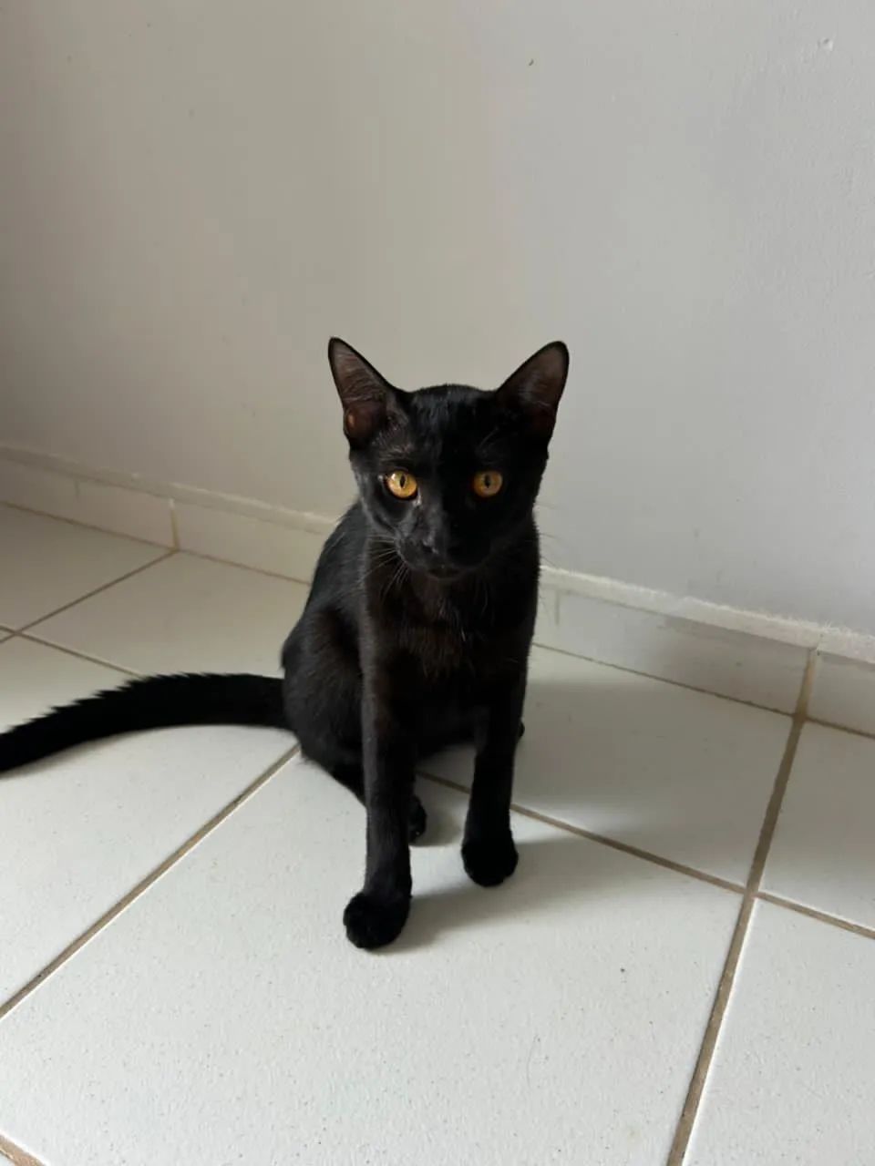 ? Doação Responsável - Dois Gatos Machos ? - Foto 4