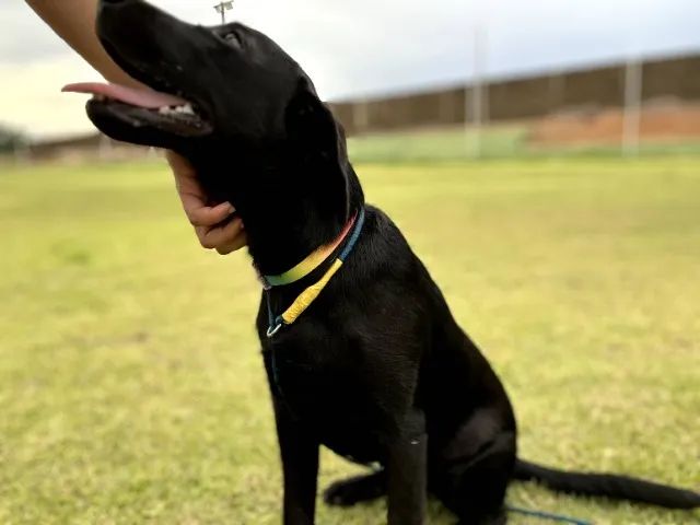 Adoção de cadela