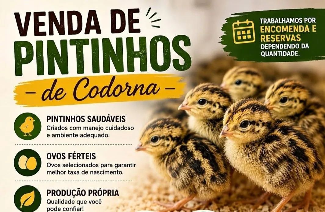 Codorna  - Foto 2