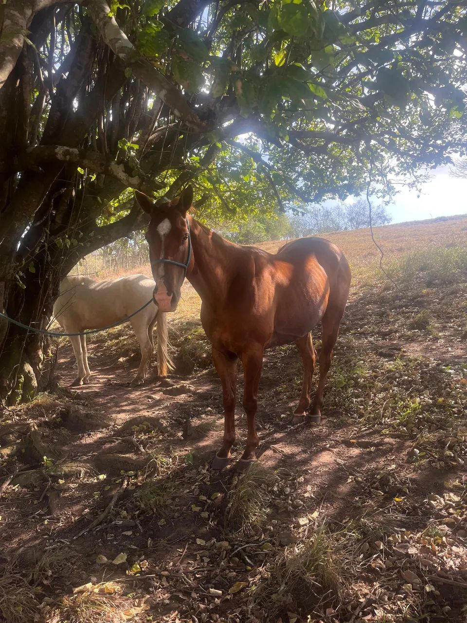 Cavalo quarto de milha puro capado pais registrados.
