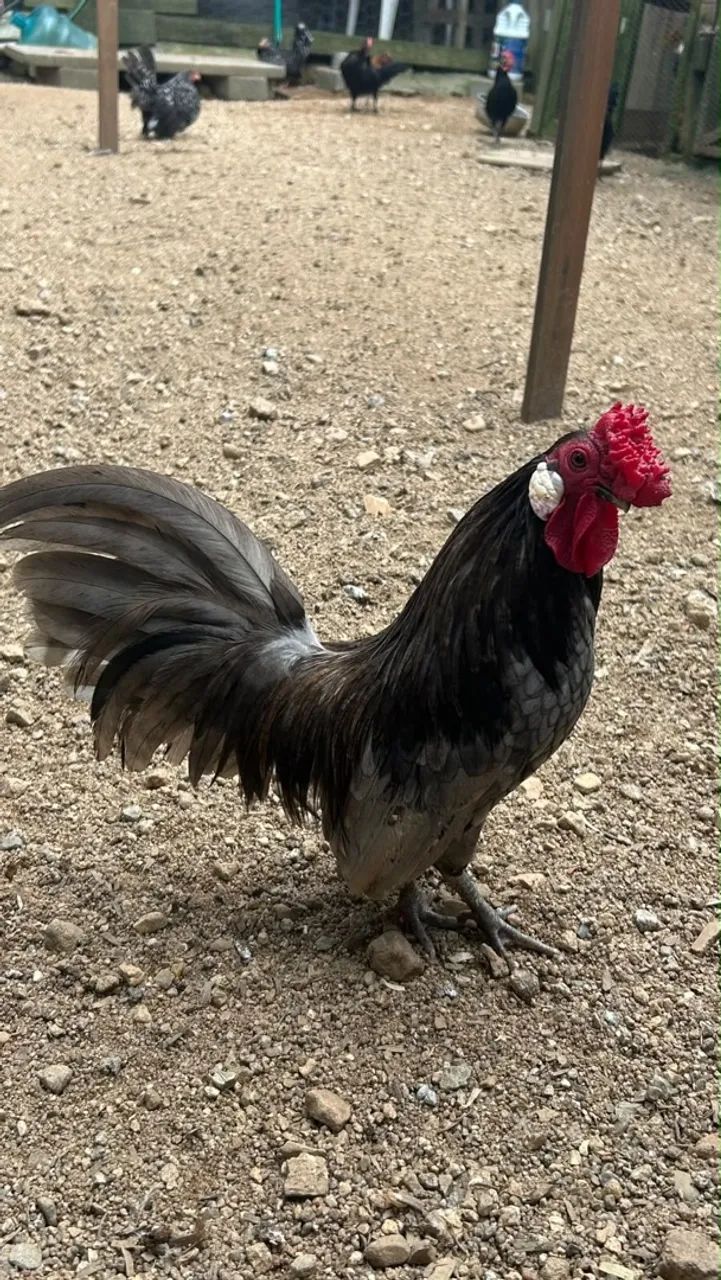 L O T É de Galos...Barbada!