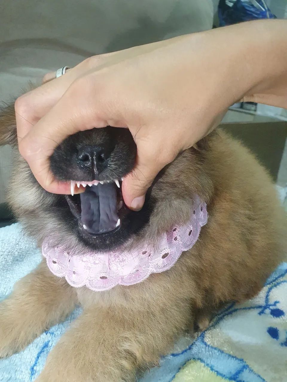 Chow chow fêmea  - Foto 3