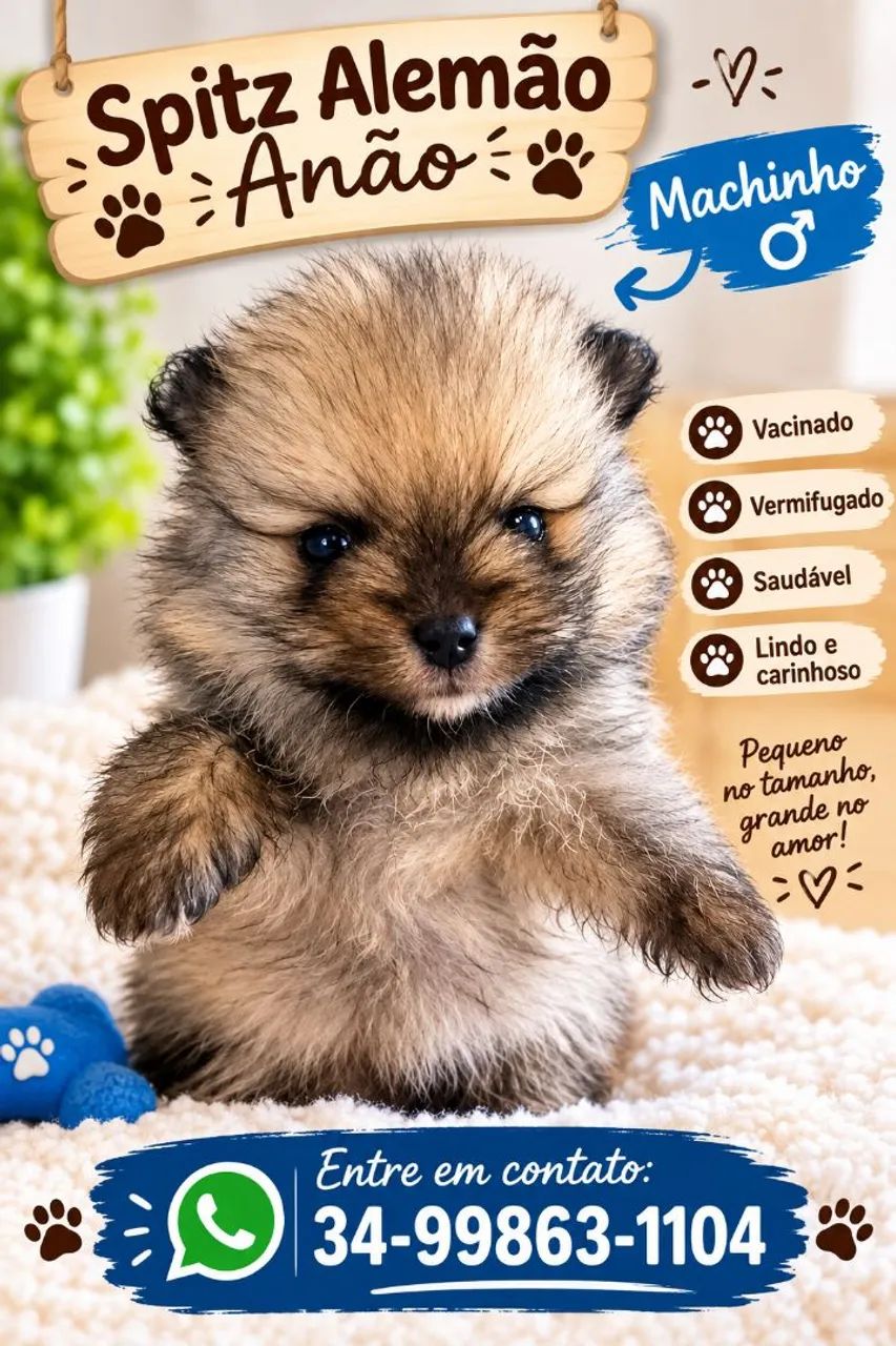 Spitz Alemão