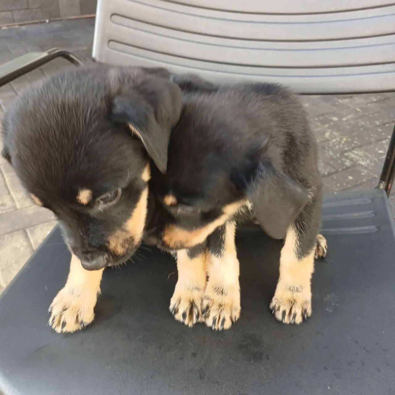 Cachorro pra vender