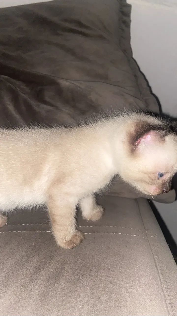 Vendo gato siamês  - Foto 3