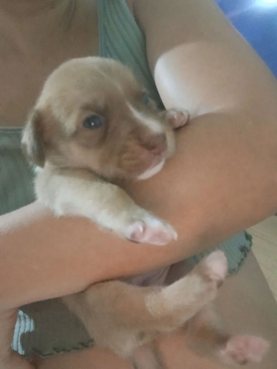 Cachorrinha  - Foto 2
