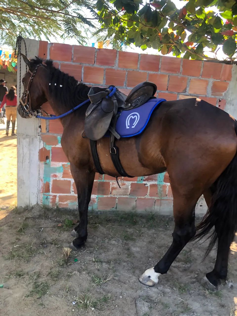 Vendo cavalo  - Foto 2