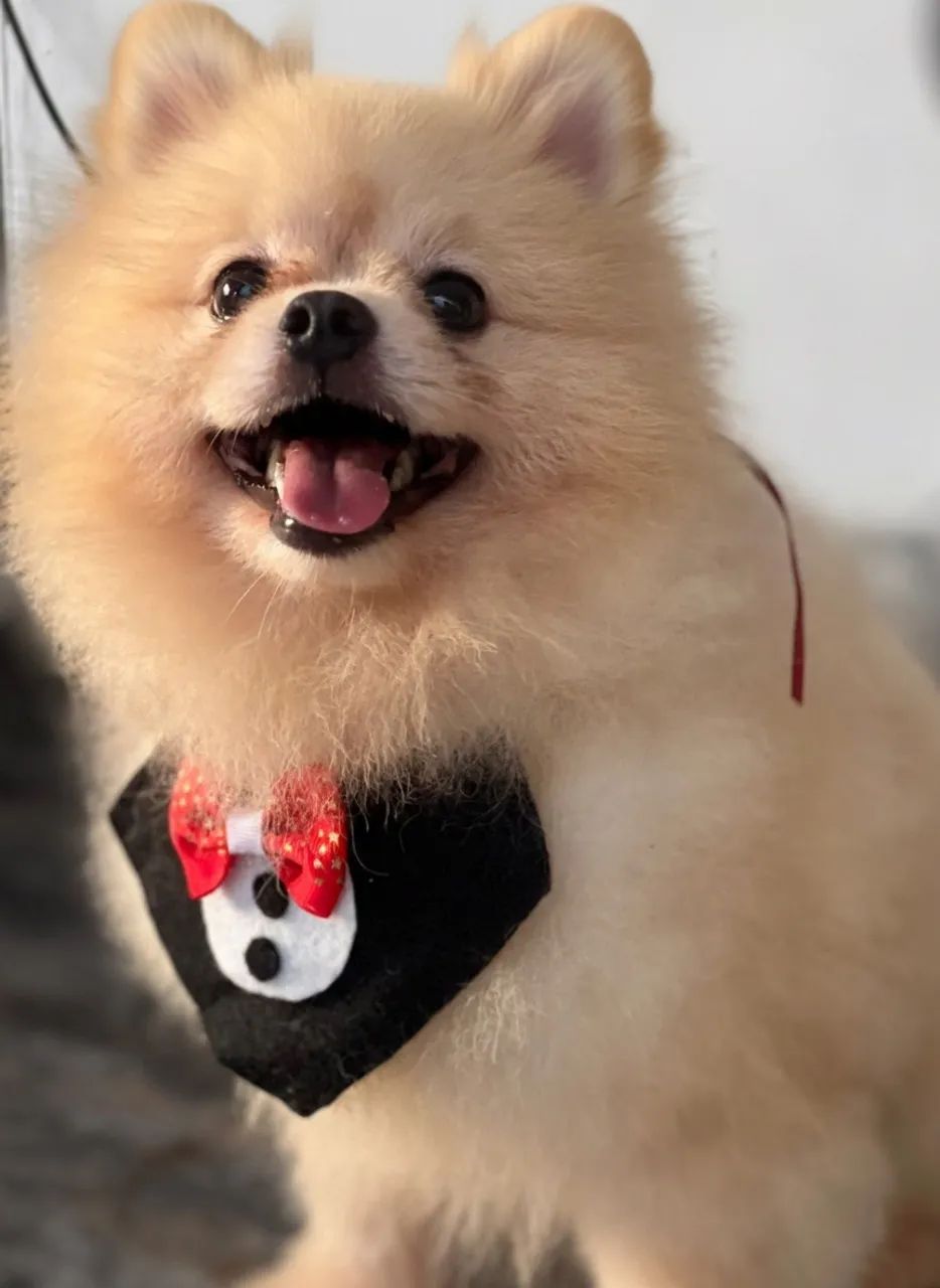 Spitz alemão - Foto 2