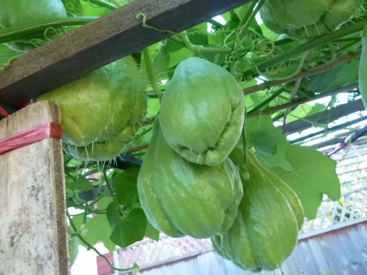 Chuchu Verde Sem Veneno - Maringá