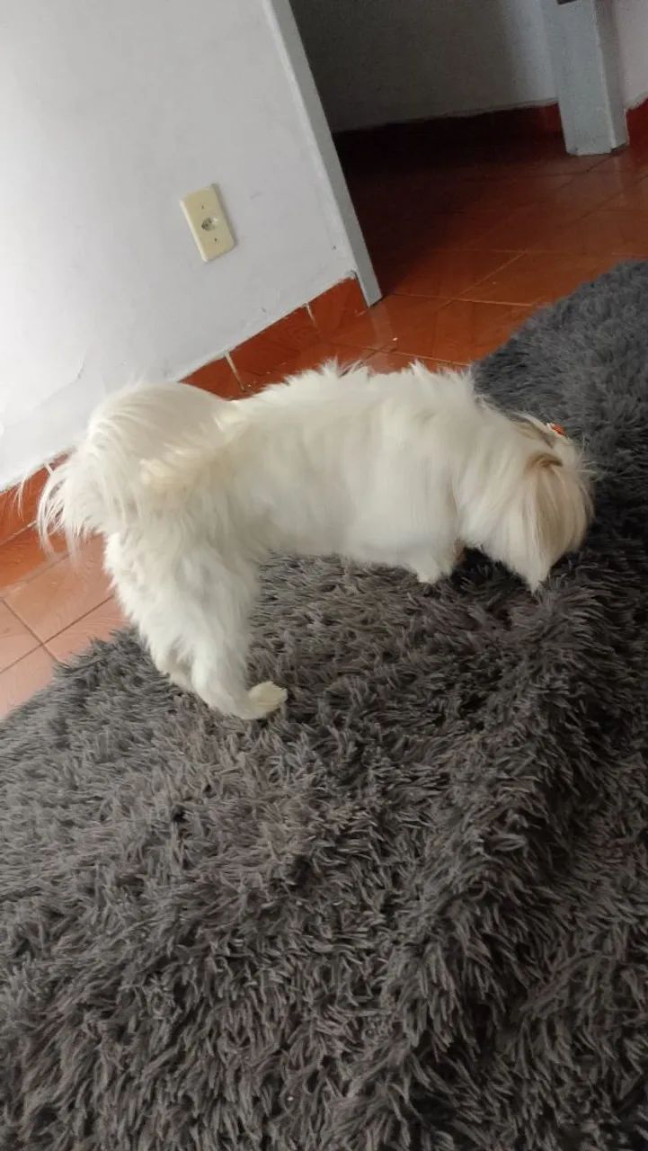 Doa -se limpo aisla Apso  - Foto 3