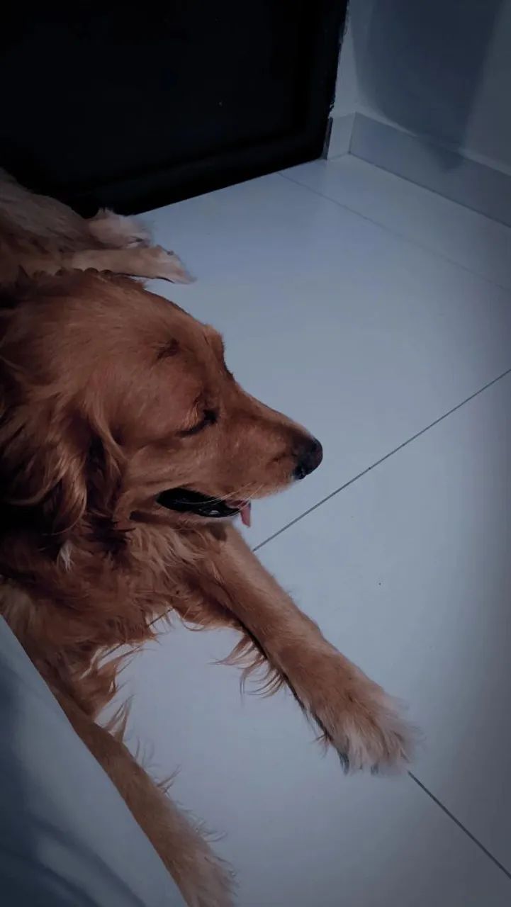 FILHOTES DE GOLDEN RETRIVER. - Foto 3