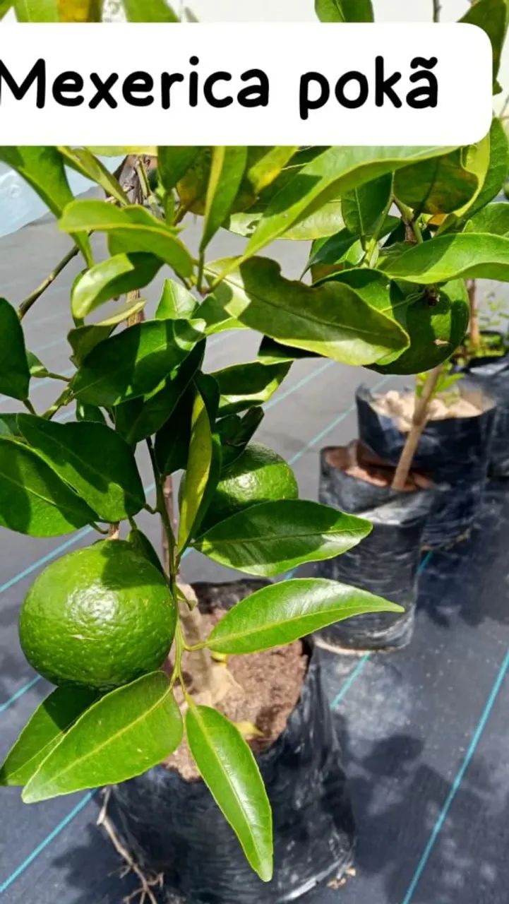 Frutíferas produzindo  - Foto 3