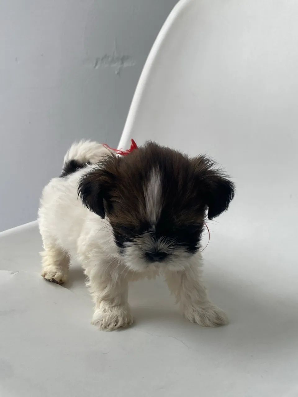 Fêmea shihtzu  - Foto 3