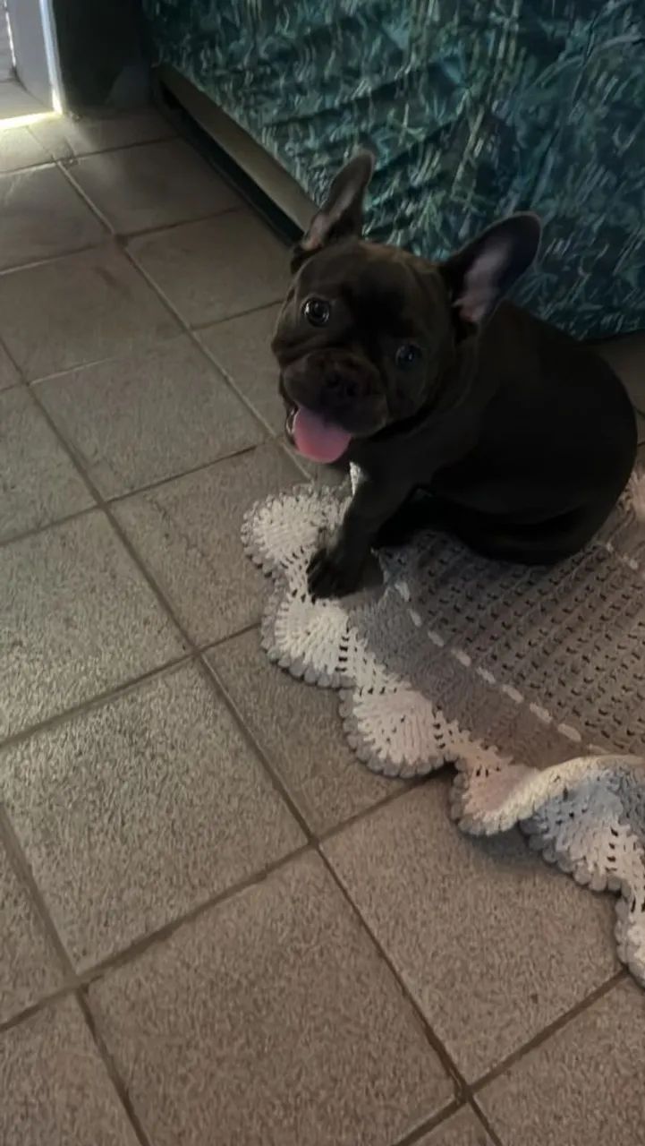 Cachorro macho