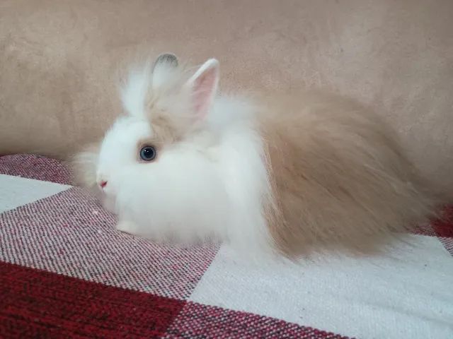 Mini Coelhos - Minilop - Mini Angorá  - Foto 5