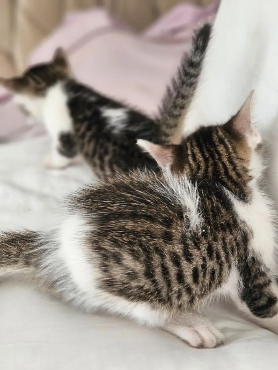 Gatinhos para adoção - Foto 6