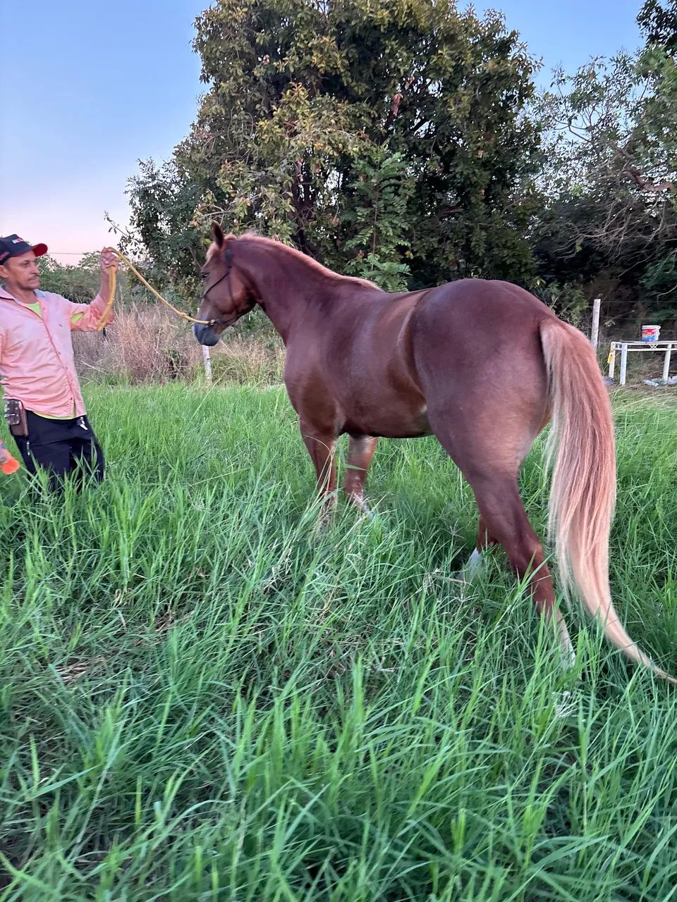 Cavalo Quarto de Milha Domado Sem RG - Foto 3