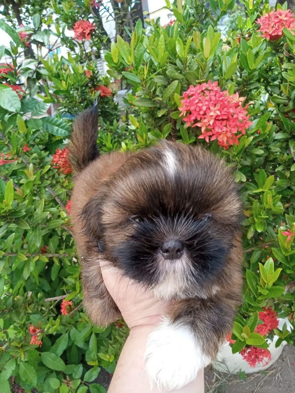 Canil SILVA - Venda FILHOTES - SHIH TZU - Cachorros - Sucupira ...