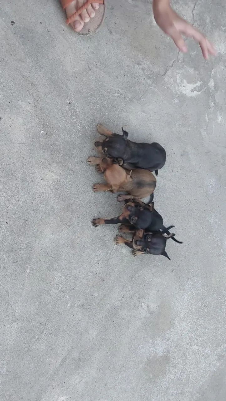 Cachorro pinscher 1