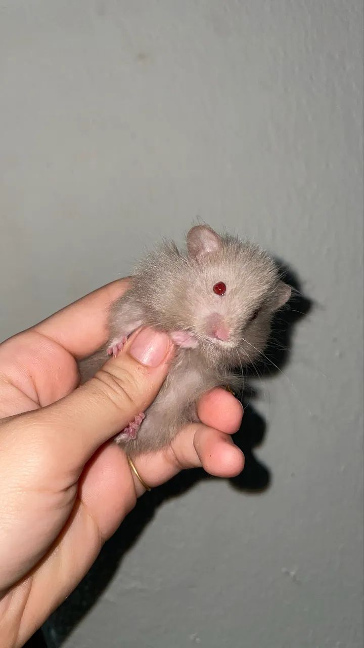 Hamster filhotes  - Foto 6