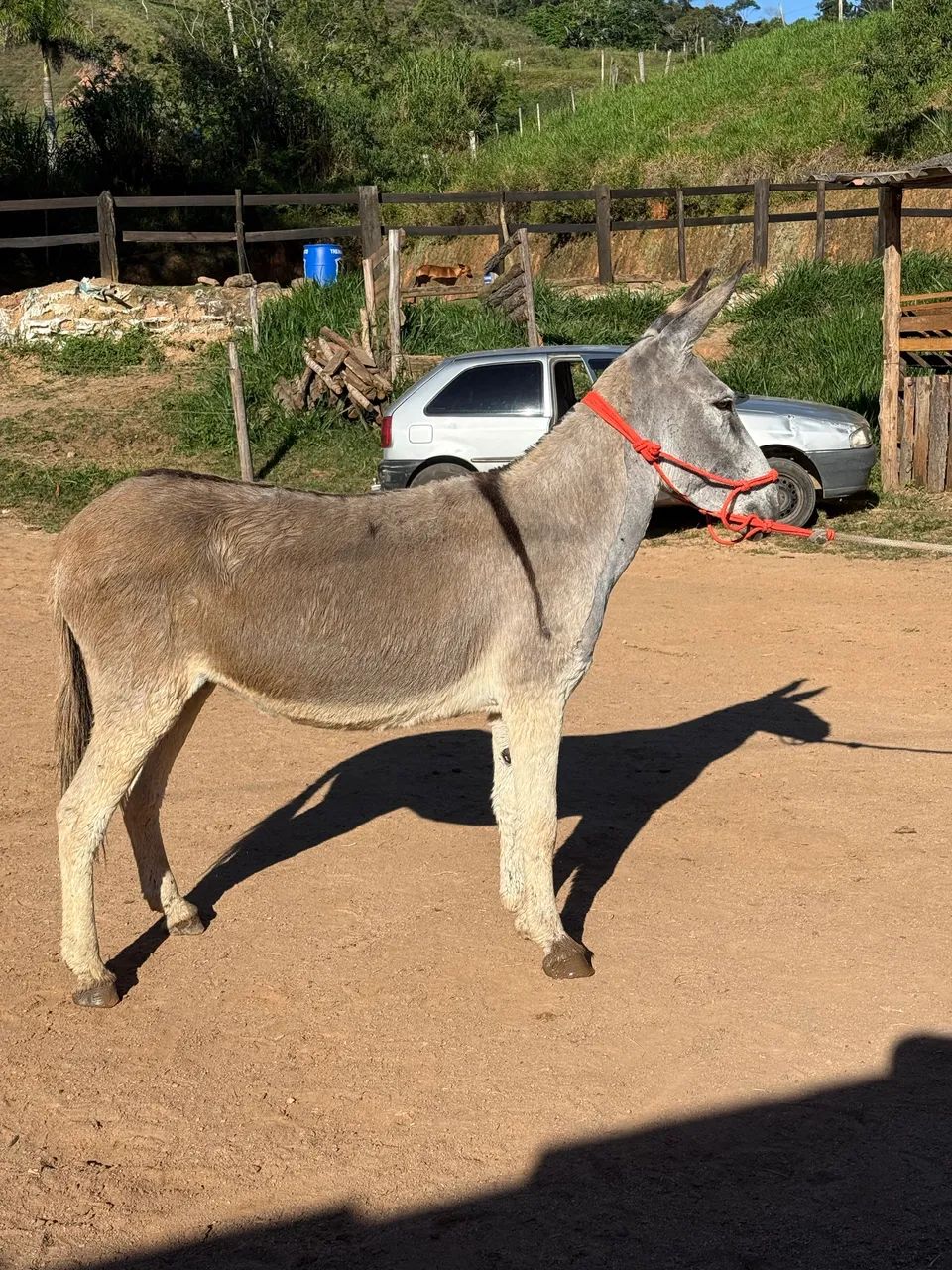 Jementa - Foto 2
