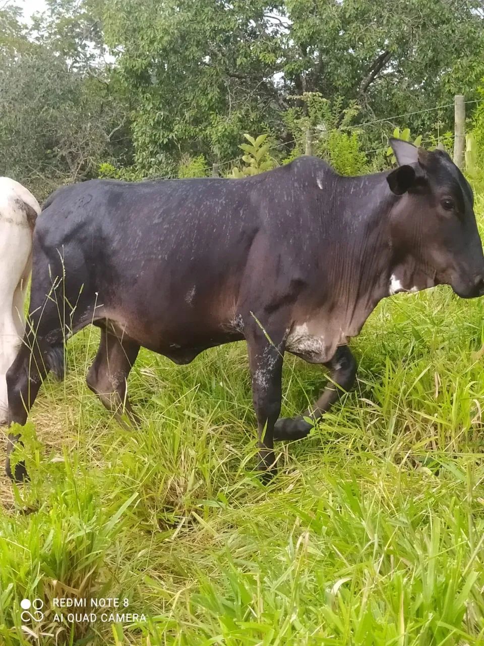Vende Novilha  - Foto 2