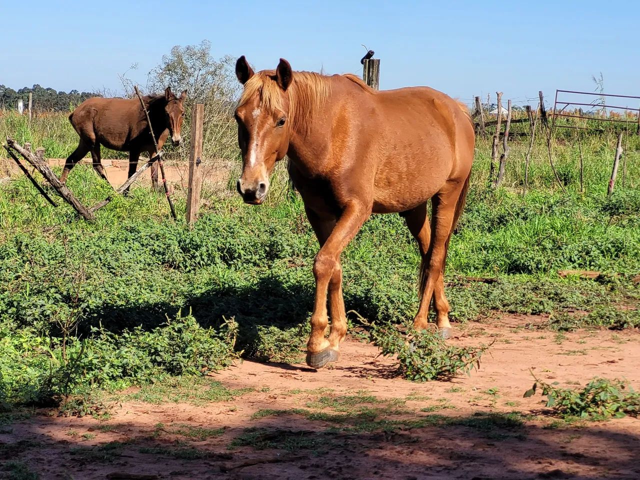 Cavalo 4 anos - Foto 3