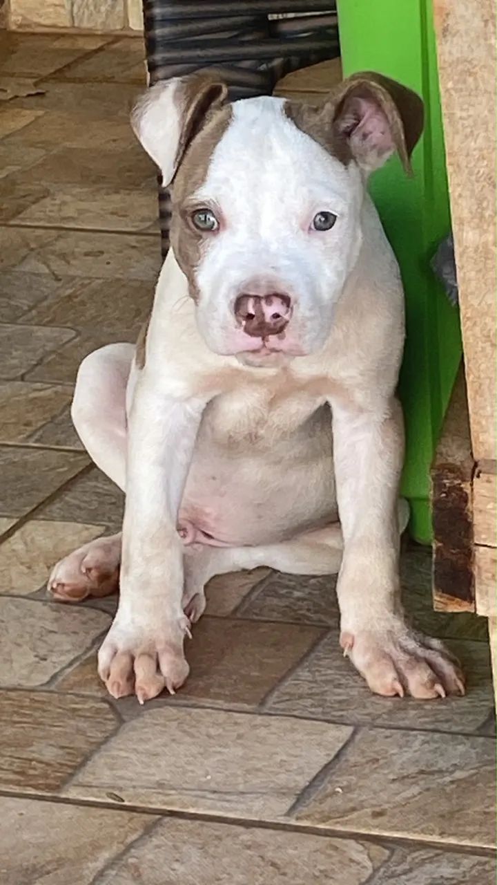 Cachorro  - Foto 2