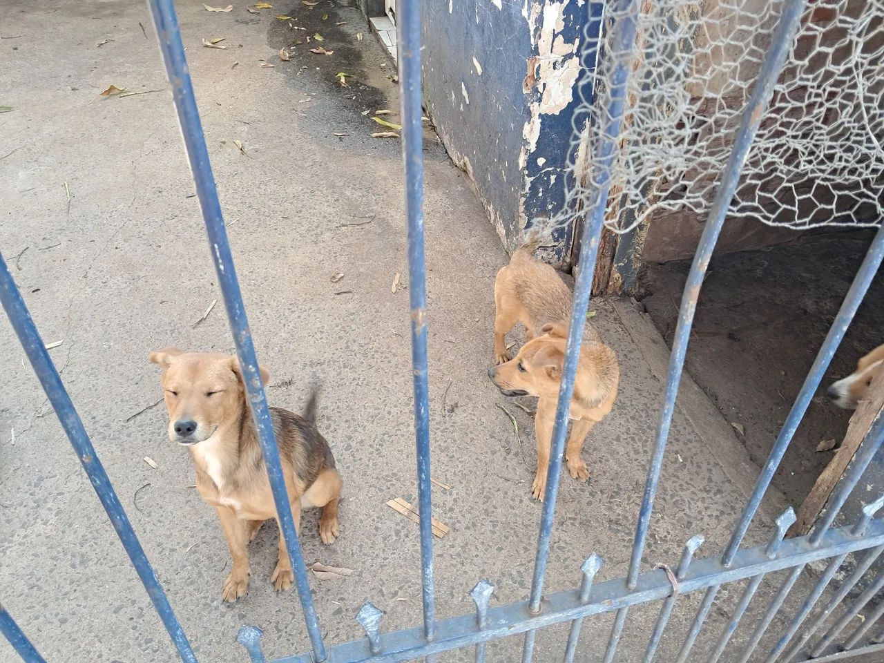 Adoção 