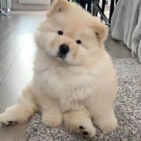 Filhote Chow-chow, Leve um filhotinho para casa!