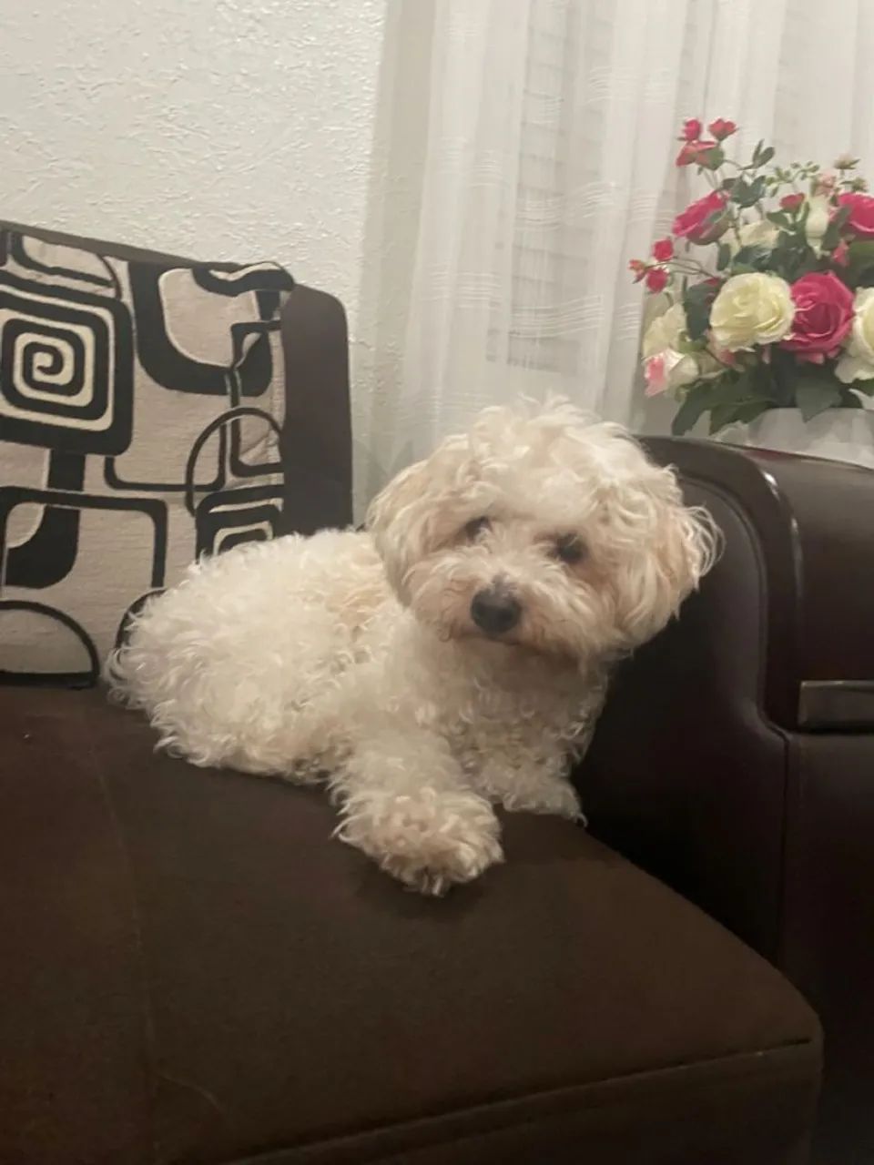 Poodle Toy