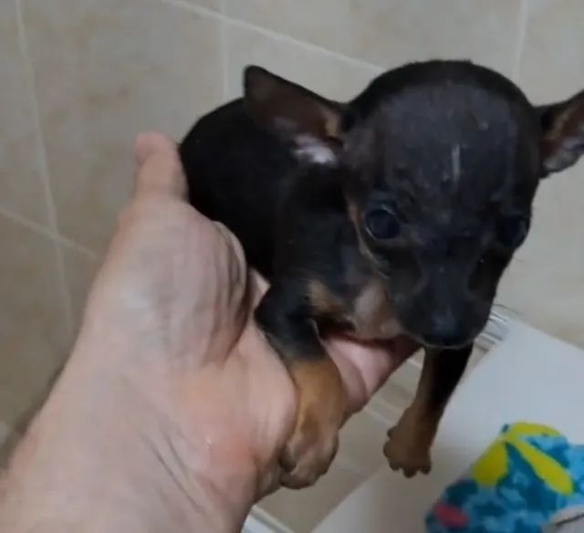 Pinscher Fêmea zero - Foto 4