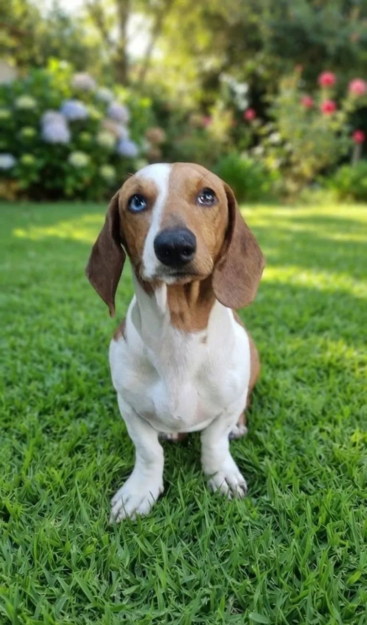 DACHSHUND PIEBALD 8 MESES 