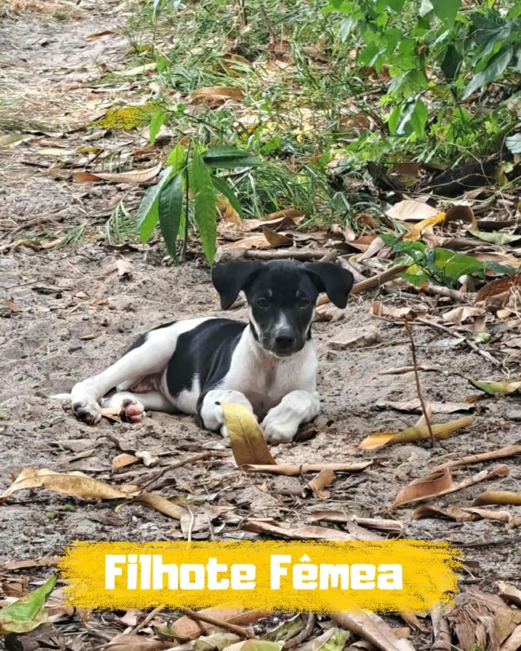 Filhotes disponíveis  - Foto 2
