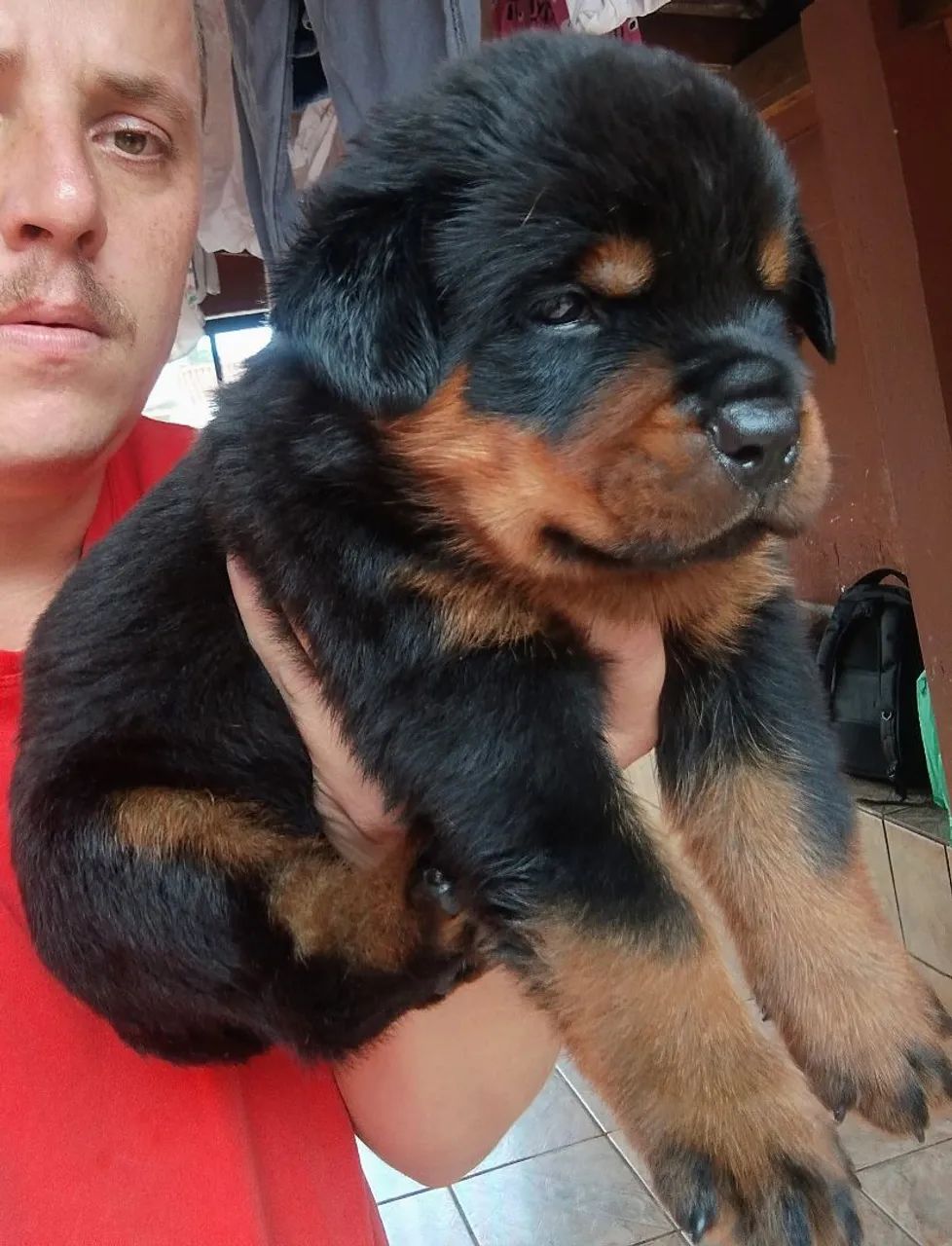   Rottweiler legítimo  - Foto 4