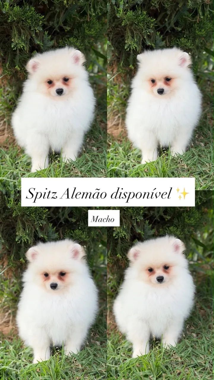 Spitz Alemão 