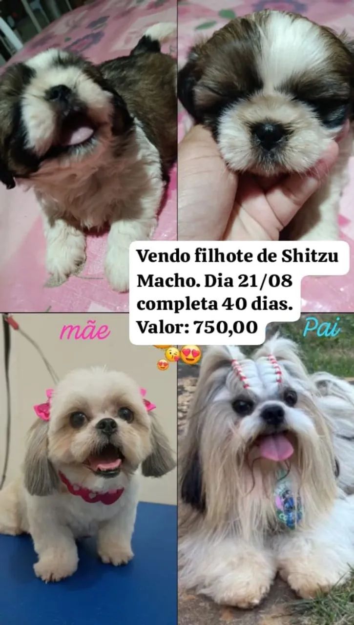 Cachorro Shitzu  - Foto 5