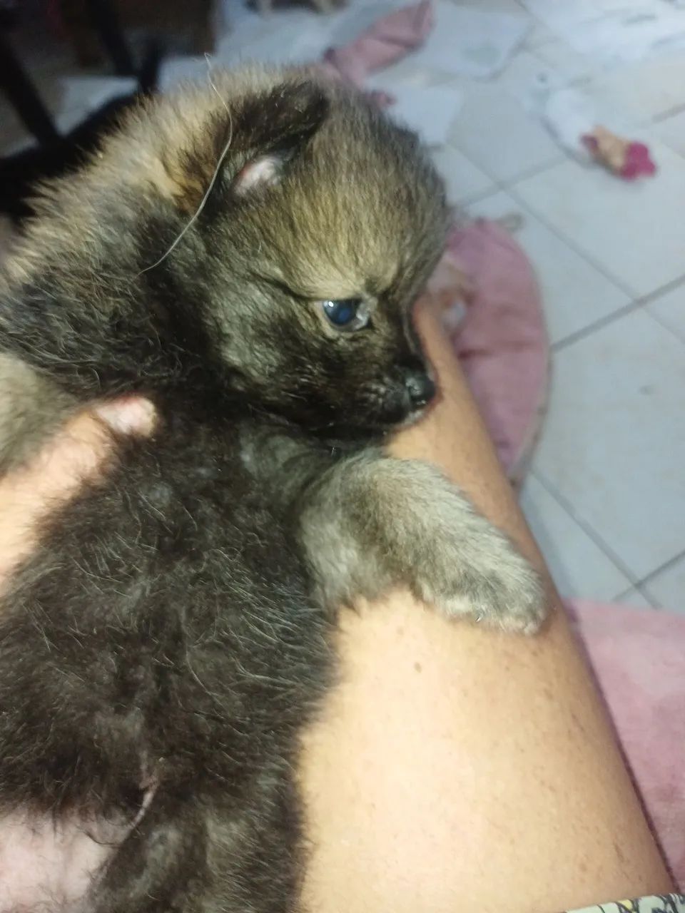 Cachorro