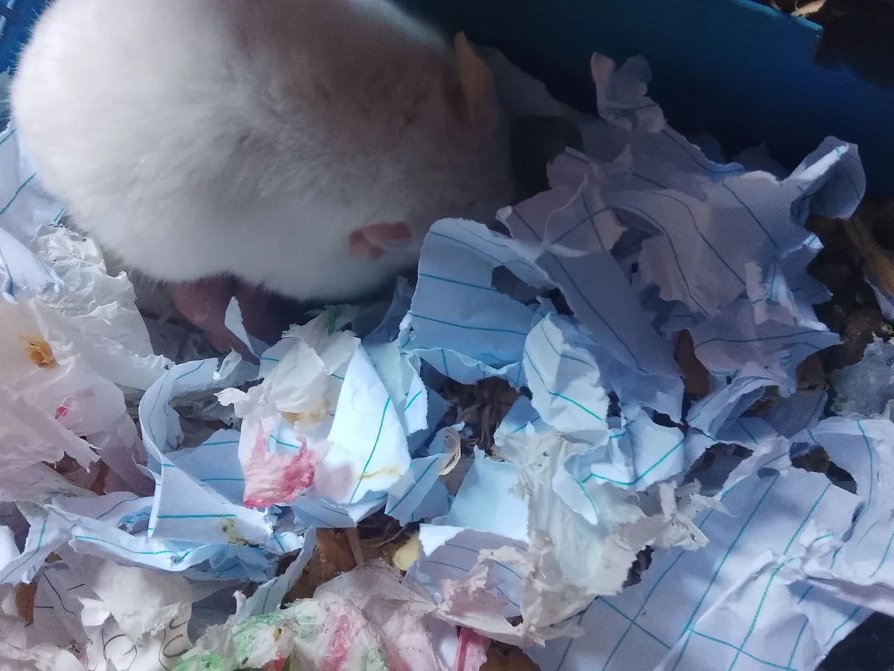 Hamster  - Foto 3