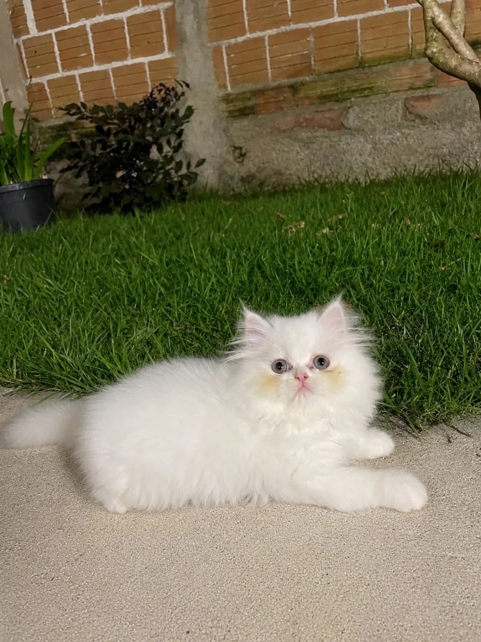 Persa pet  - Foto 5