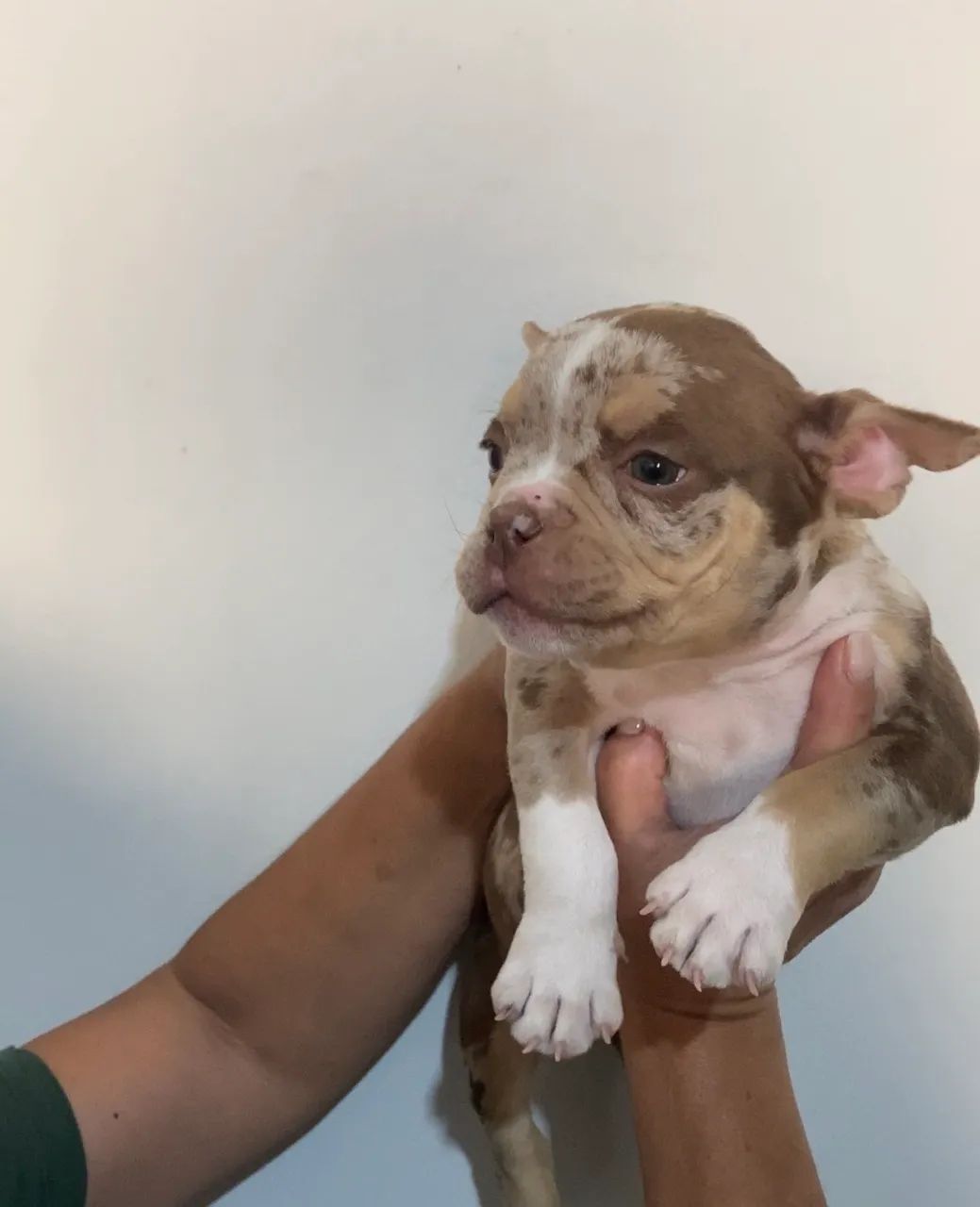 American Bully Micro  - Foto 2
