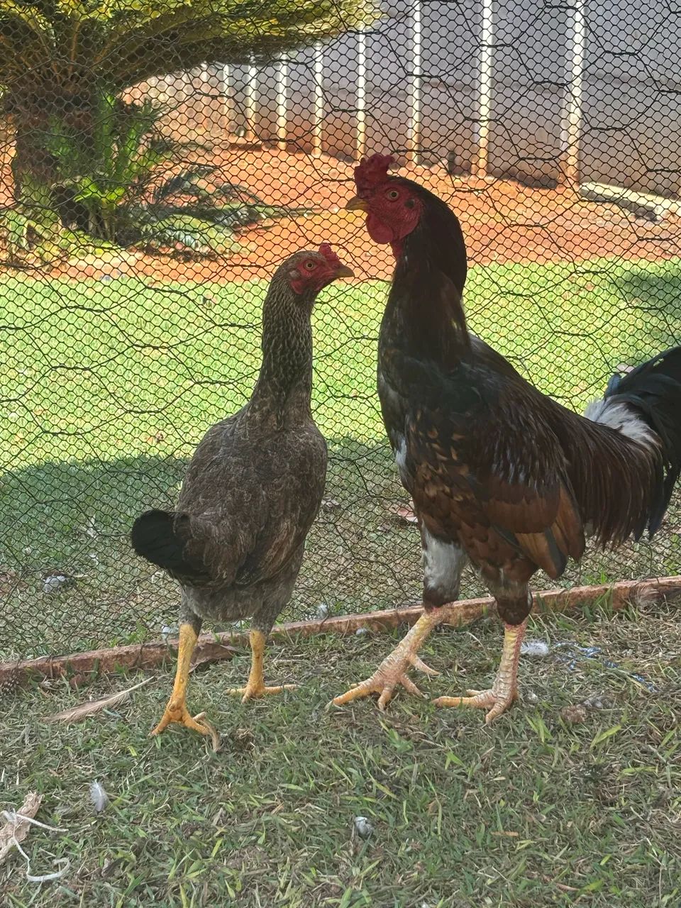 Galo  - Foto 4