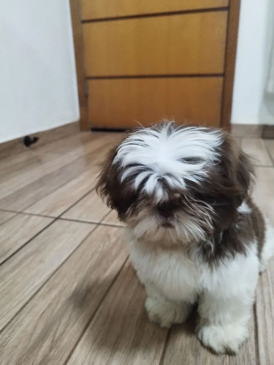 Shitzu macho 