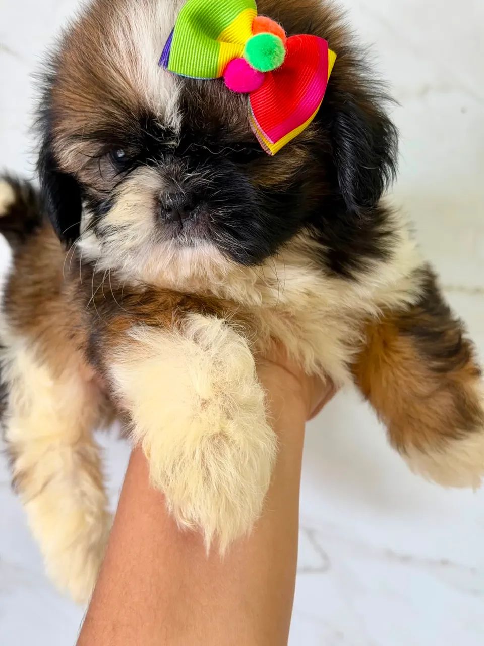 Cachorro  - Foto 4