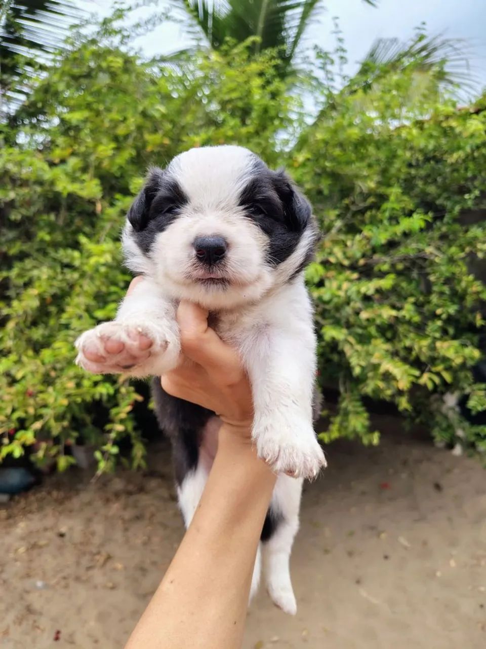Filhote de Border Collie com pedigree CBKC  - Foto 5