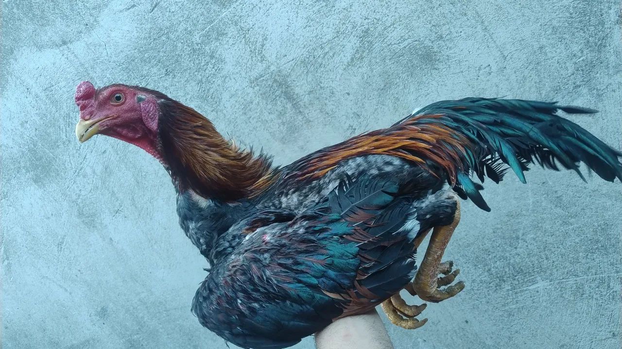 Frango índio  - Foto 5
