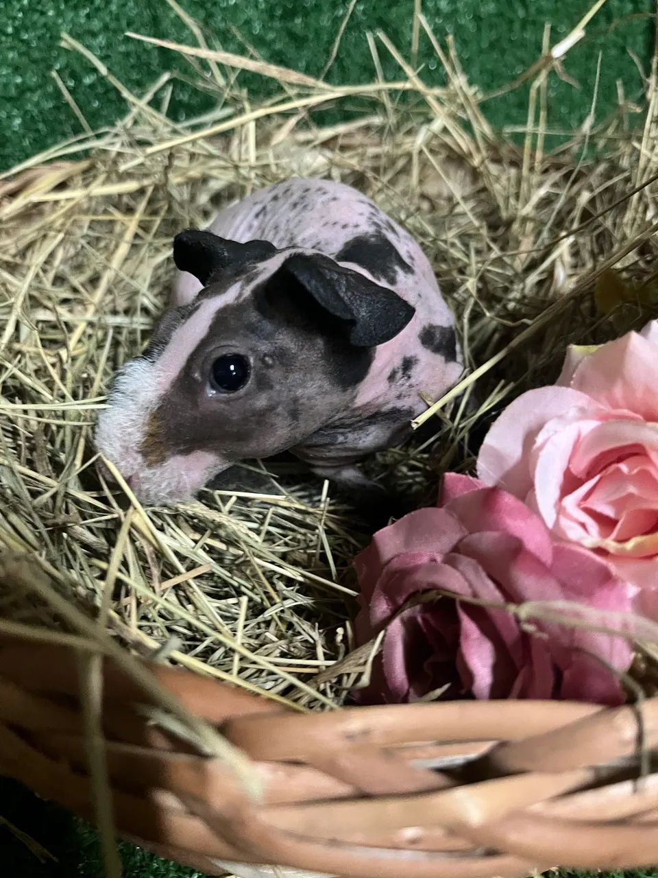 Porquinho da índia Skinny  - Foto 2