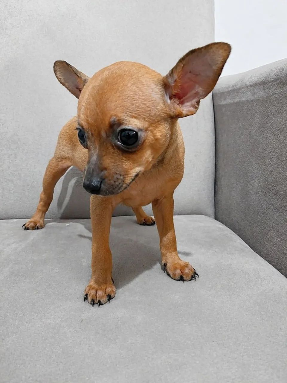 Pinscher filhotes - Foto 3