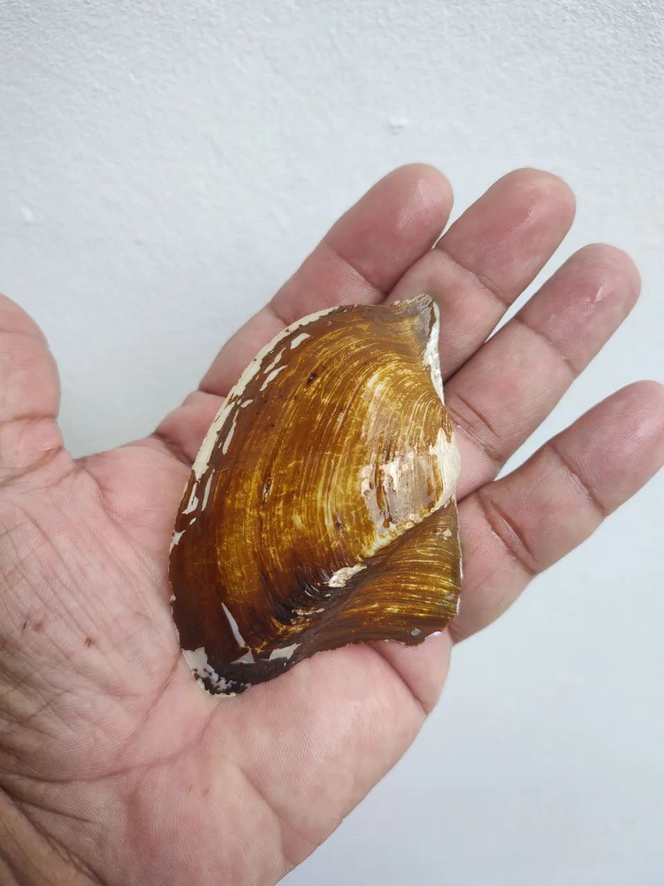 Conchas de Madreperola