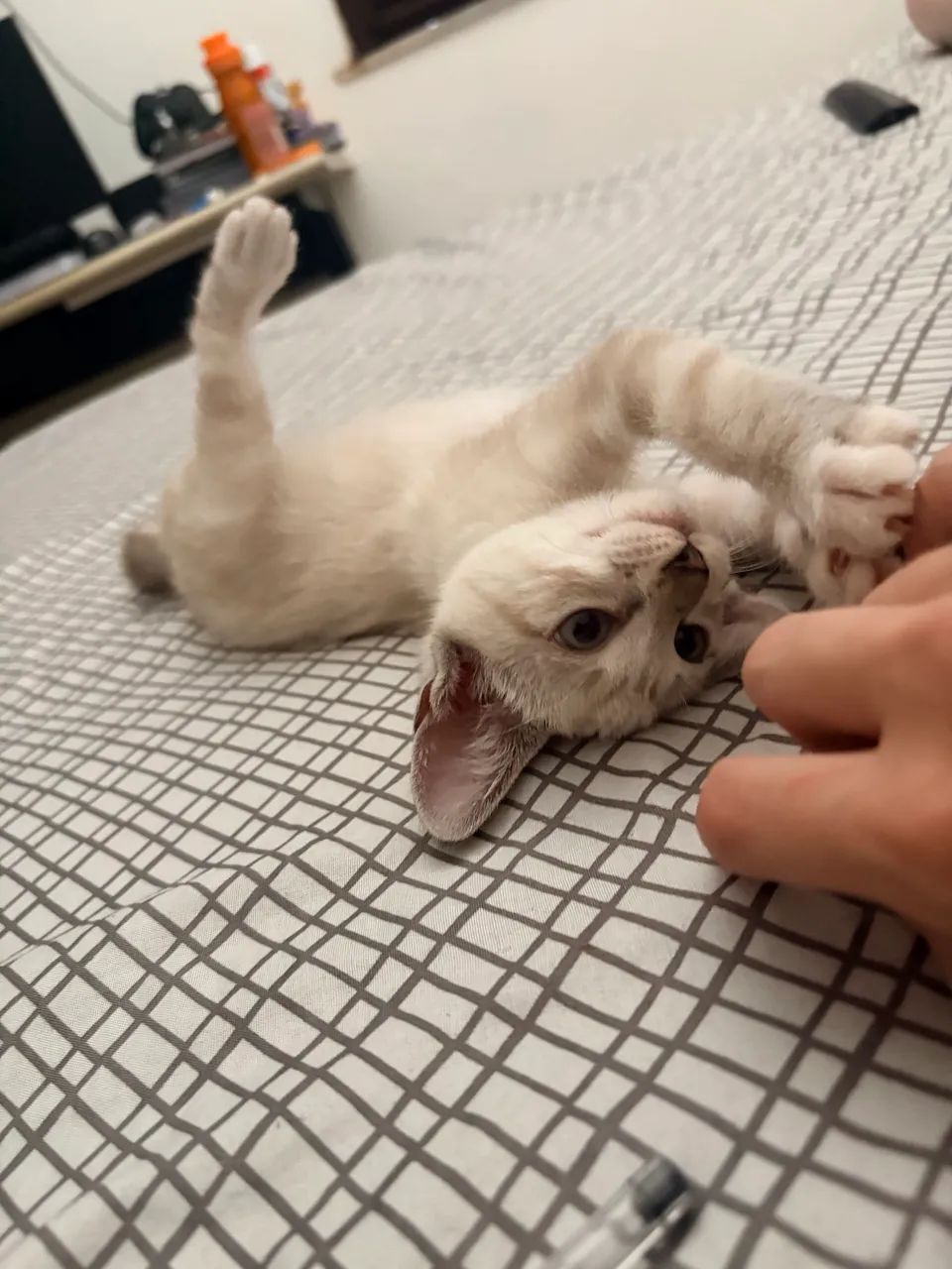 Doação de gato  - Foto 3